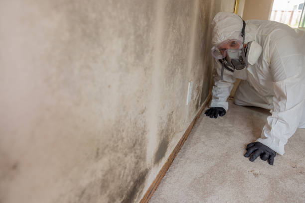 Mold Remediation for Vacation Homes in Mitchell, IL